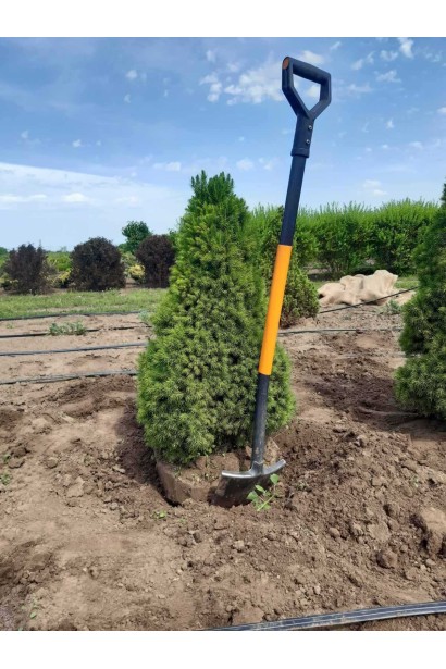 Ялина канадська Коніка | Picea glauca Conica | Ель канадская Коника